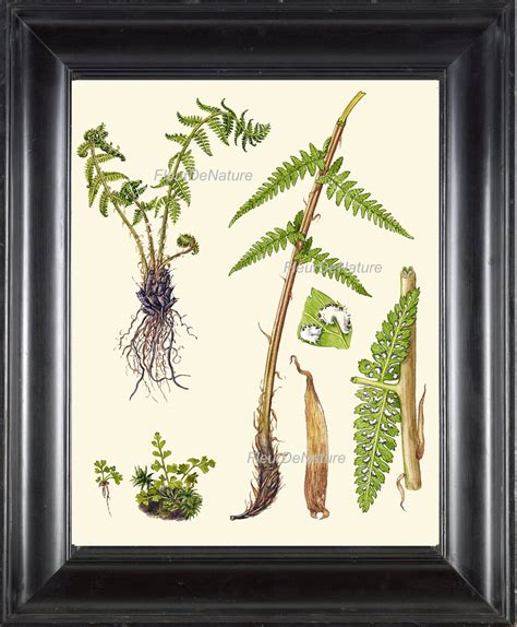 Antique Fern Print Botanical Art 8 Based on Antique Illustration ...