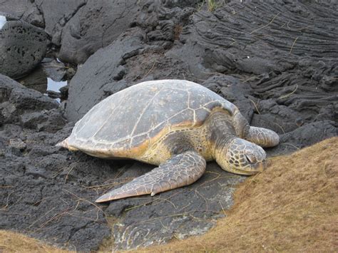 Keaau, HI : Relaxing on Beach North of Lemiwai Rd. Kaloli Point ...