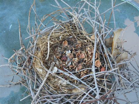 Vegas Girl: Las Vegas Urban Wildlife - Watch Out For The Mockingbirds