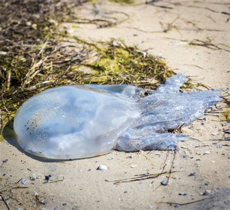 Dead White Jellyfish Lies on the Black Sea Shore Stock Image - Image of water, environment ...