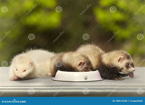 Eating Puppy Ferrets Chewing Pieces of Raw Chicken Meat Stock Photo - Image of eating, colourful ...