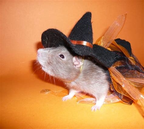 25 best RAT COSTUMES images on Pinterest | Rats, Pet rats and Pets