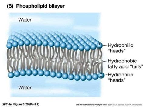 Phospholipid Bilayer | Lipid Bilayer | Structures & Functions