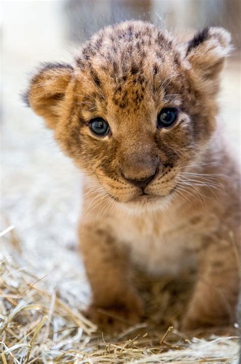 Help Name Indianapolis Zoo's Lion Cub Trio - ZooBorns