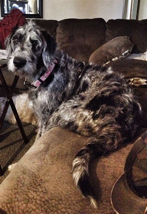 Grey Poodle Sheepadoodle (sheepdog-poodle Mix) Info, Miniature, Puppies ...