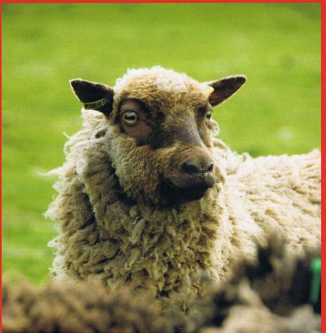 The masham [massam] | Shetland sheep, Barnyard animals, Sheep and lamb