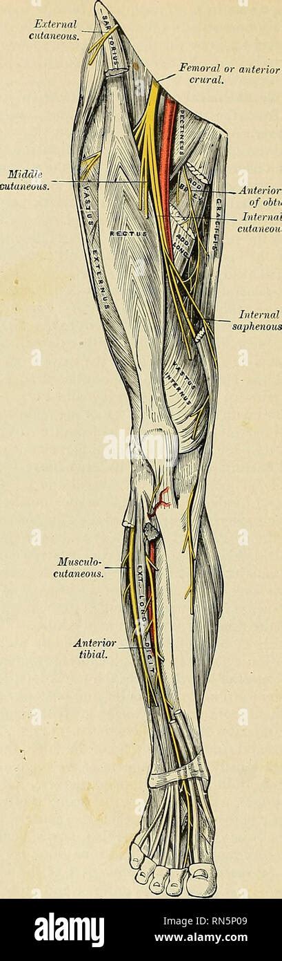 Crural Anatomy