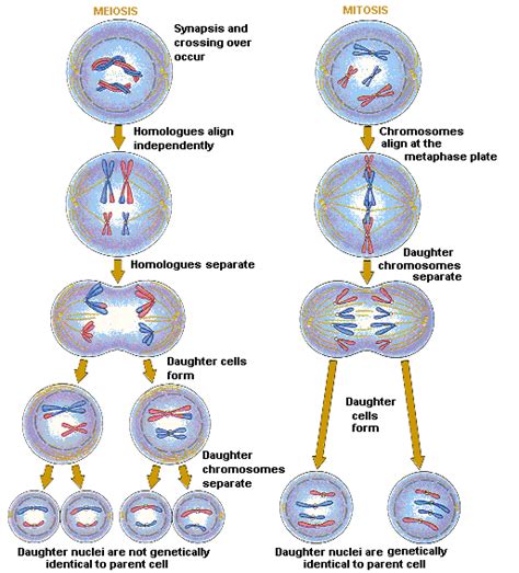 CRACKING GROUPS: MEIOSIS - MITOSIS COMPARISON CHART