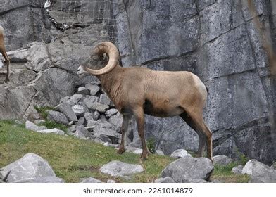 4,555 Ovis Canadensis Canadensis Images, Stock Photos & Vectors | Shutterstock