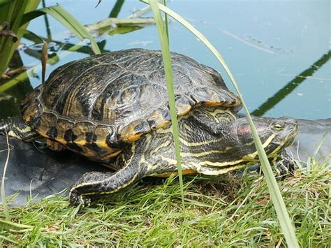 Chov želvy nádherné | želvy | krmení želva nádherná mapová vodní ...