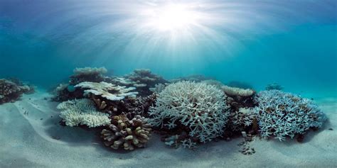 Bleaching of coral reefs reduced where daily temperature changes are large – UC Irvine News