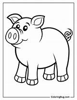 40 Pig Coloring Pages Free Printable PDFs sketch template