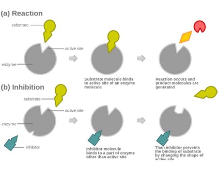 Allosteric Site | Activator, Inhibitor & Binding - Video & Lesson Transcript | Study.com