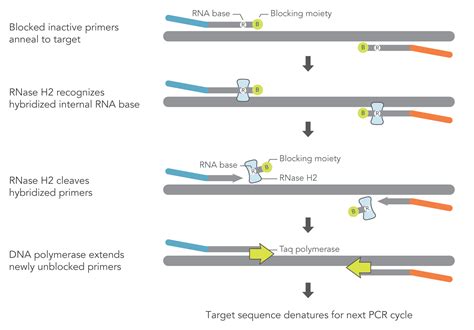 RNase H-dependent PCR reduces primer dimers and amplification artifacts ...