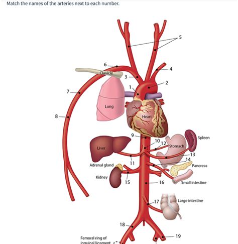 Solved Match the names of the arteries next to each number. | Chegg.com