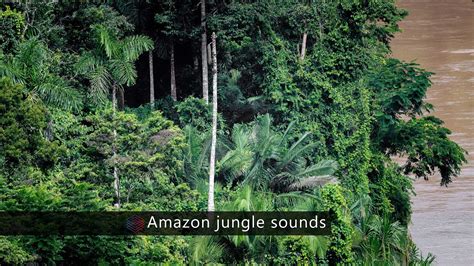 Jungle Sound Download - Videohive , After Effects,Pro Video Motion