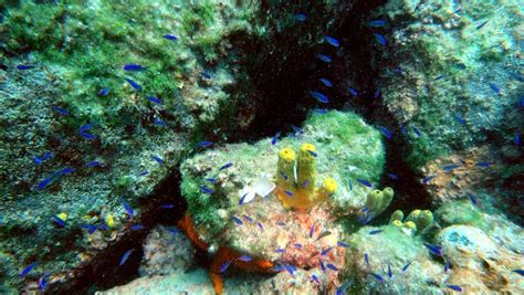 Underwater treasure 1 stock image. Image of scuba, fish - 115353853