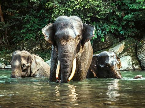 Tangkahan & Sumatran Elephants - 1-Day Tour by Sumatra EcoTravel