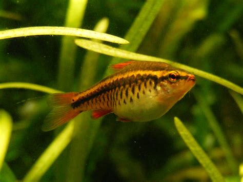 Cherry barb (Puntius titteya) | Size approx 3cm. Superdomain… | Flickr