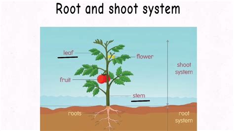 Shoot System And Root System - barebonestory