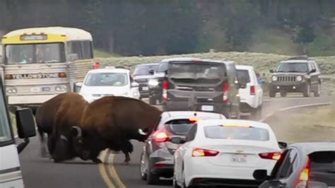 Bizons frontale gevecht midden in het verkeer - Dieren over de hele wereld