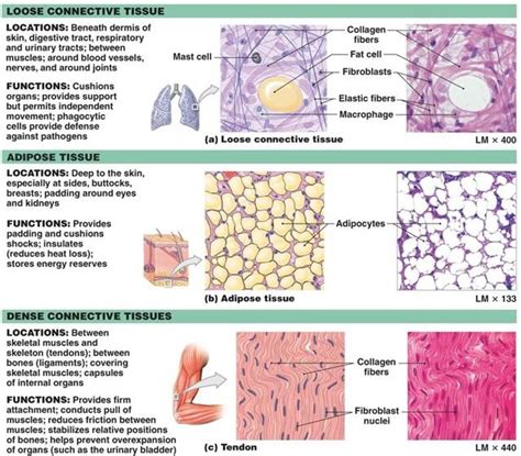 CONNECTIVE TISSUES | Loose connective tissue, Tissue biology, Tissue types