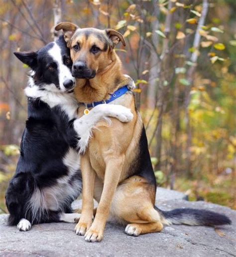 Lottie & Grizzly - BorderCollie & GermanShepherd | Dogs hugging, Dogs ...