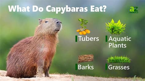 Capybara - A-Z Animals