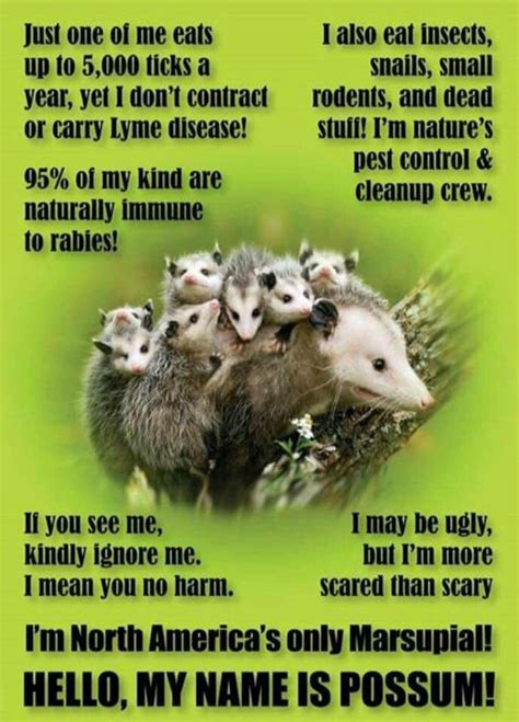 Pin by Shawna Blaker on Animal info/Fyi | Opossum, Possum facts, Animal facts