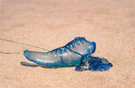 Thousands of Australians stung in bluebottle jellyfish invasion