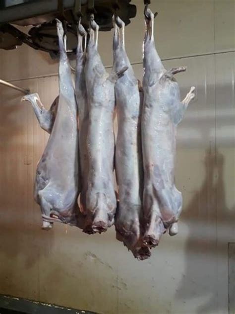 Fresh Goat Mutton, For Restaurant, 2 Kg, Rs 450 /kg Gsy Export And Import Llp | ID: 23140224473