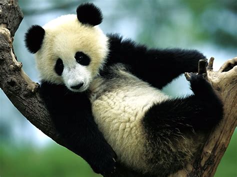 Panda Wallpaper - Cute Panda Bears Photos