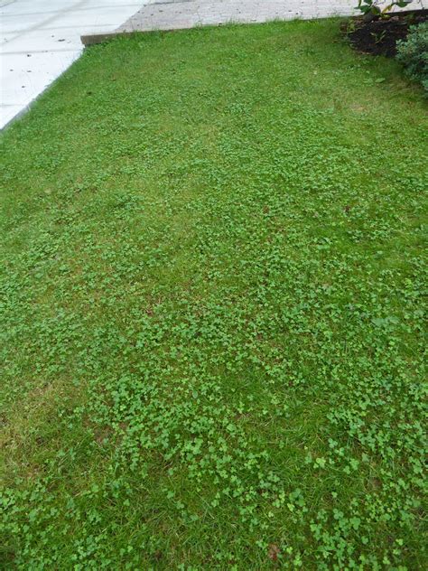 Spreading clover seed on a Halifax lawn | Urban Landscapes NS