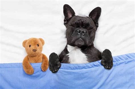 How to Successfully Teach Your Dog to Go To His Bed (6 Steps with Video)