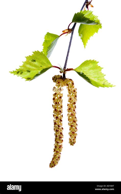 Silver birch tree catkins Cut Out Stock Images & Pictures - Alamy