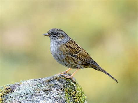 Dunnock Bird Facts (Prunella modularis) | Birdfact