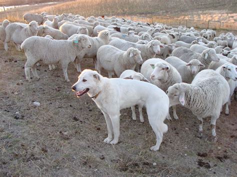 Sheep Dog Breeds - Dog Breeds