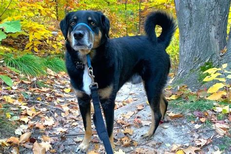 Rottweiler Hound Mix: Breed Info, Pictures, Facts & More