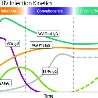 Dynamics of anti-EBV antibody responses over time during primary ...