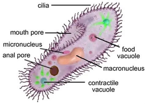 Difference between Cilia and Flagella - Laboratoryinfo.com