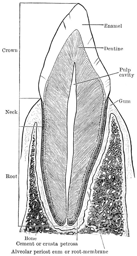 Structure of Canine Tooth | ClipArt ETC