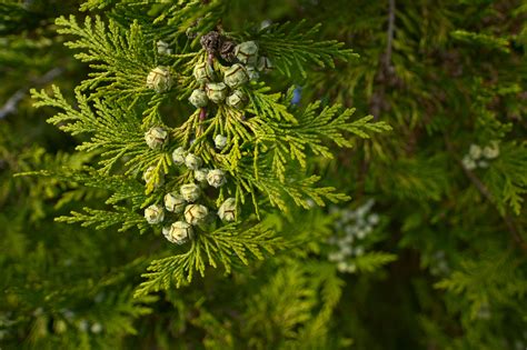 Lawson's Cypress | Port orford cedar, Cypress, Green to blue