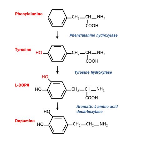 Biosynthesis Of Dopamine