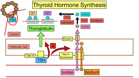 Thyroid Hormone Synthesis Pathway: Step-By-Step Flow Chart — EZmed