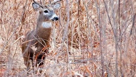 With healthy deer herd, success of season unclear