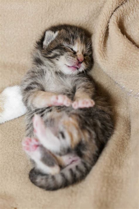 Germany, Newborn kitten sleeping on blanket, close up stock photo