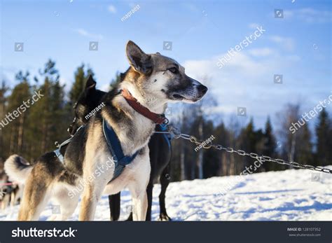 Alaskan Husky Sled Dog Stock Photo 128107352 : Shutterstock