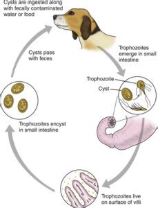 Giardia In Dogs | Bruin Blog