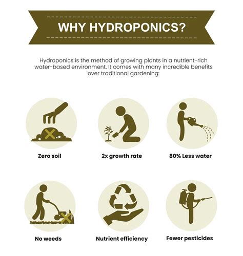 Advantages & Disadvantages of Hydroponics | Trees.com