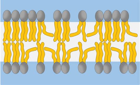 Membrane Fluidity